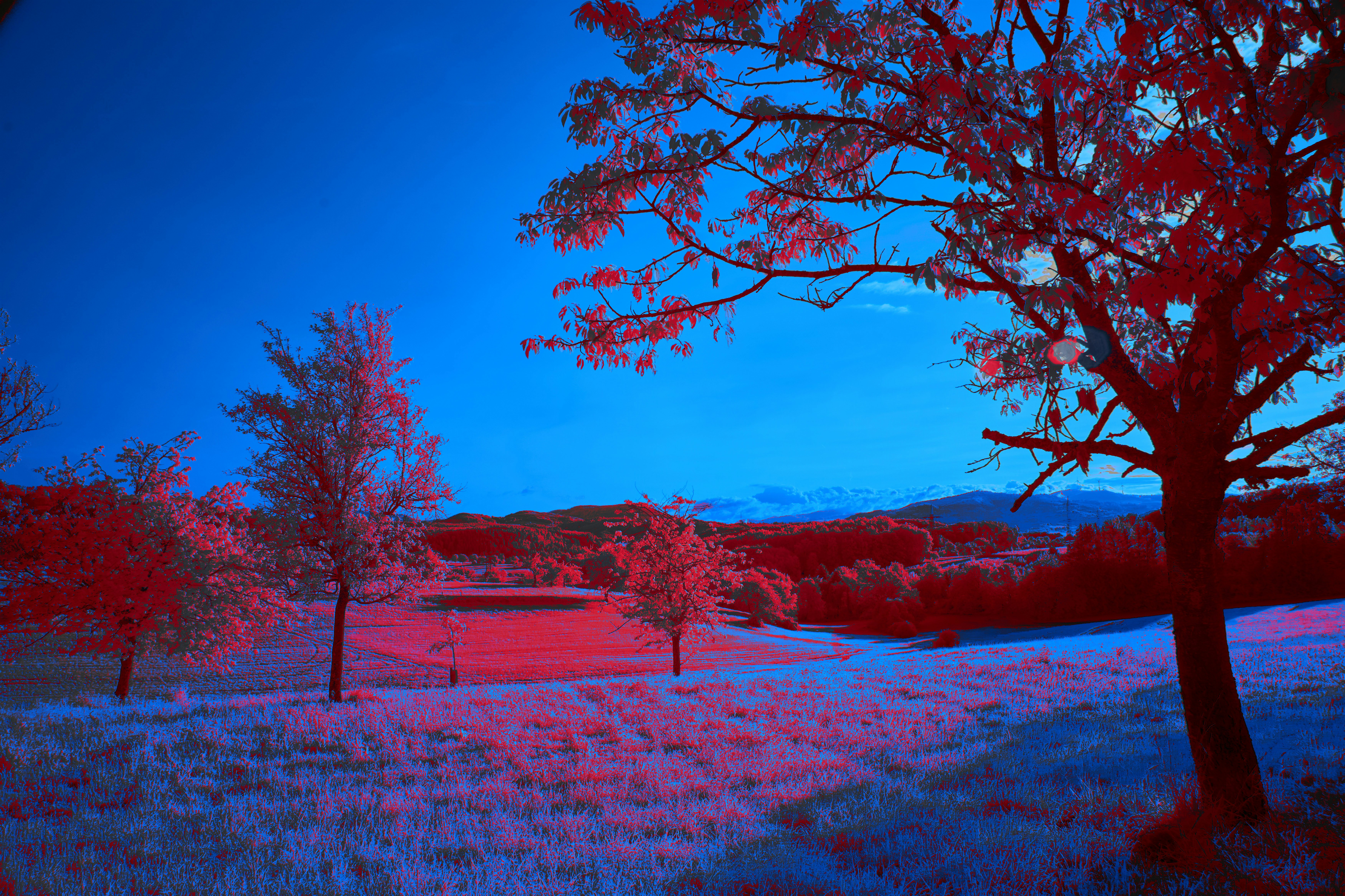 Photo by wolfgang_hasselmann