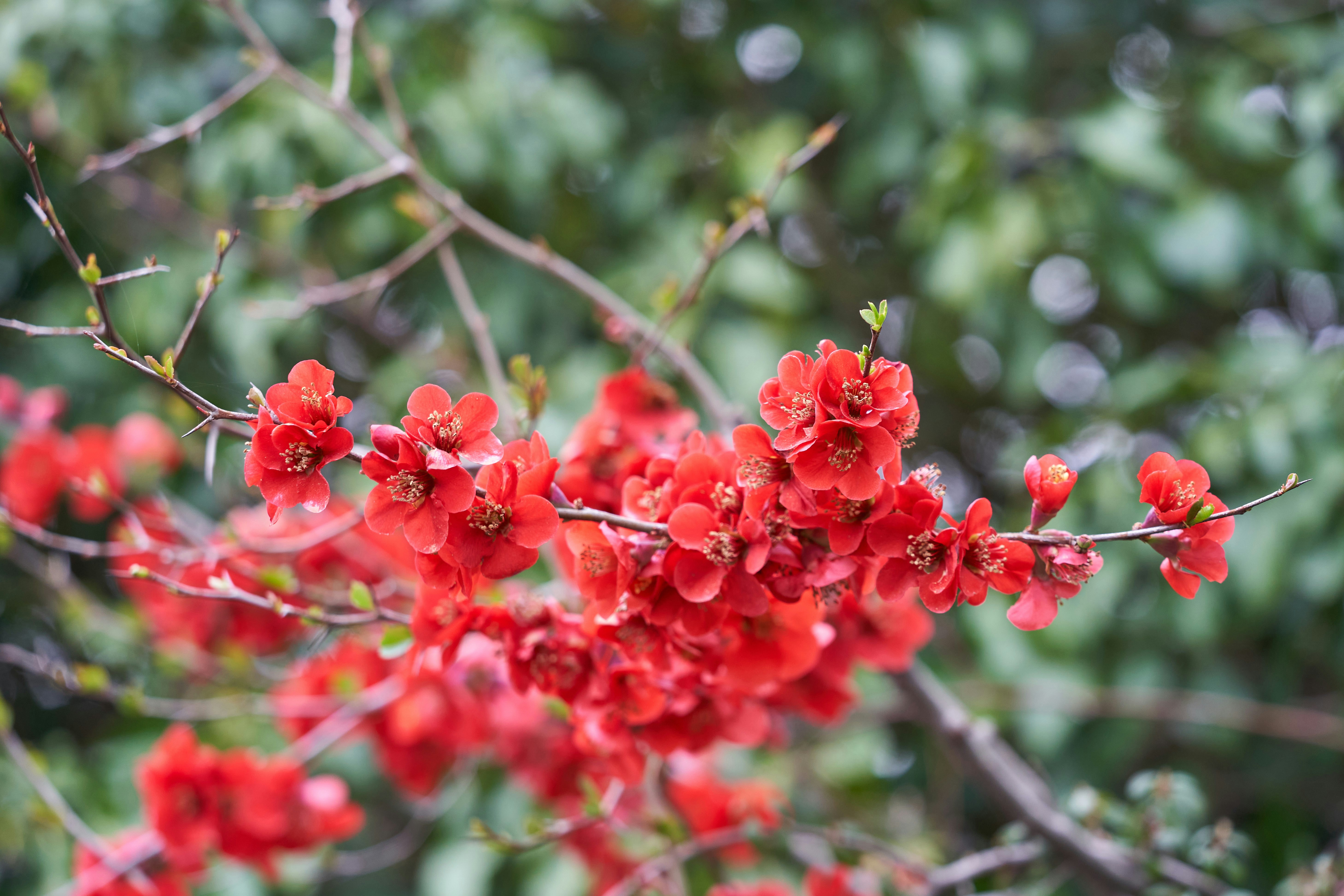 Photo by wolfgang_hasselmann