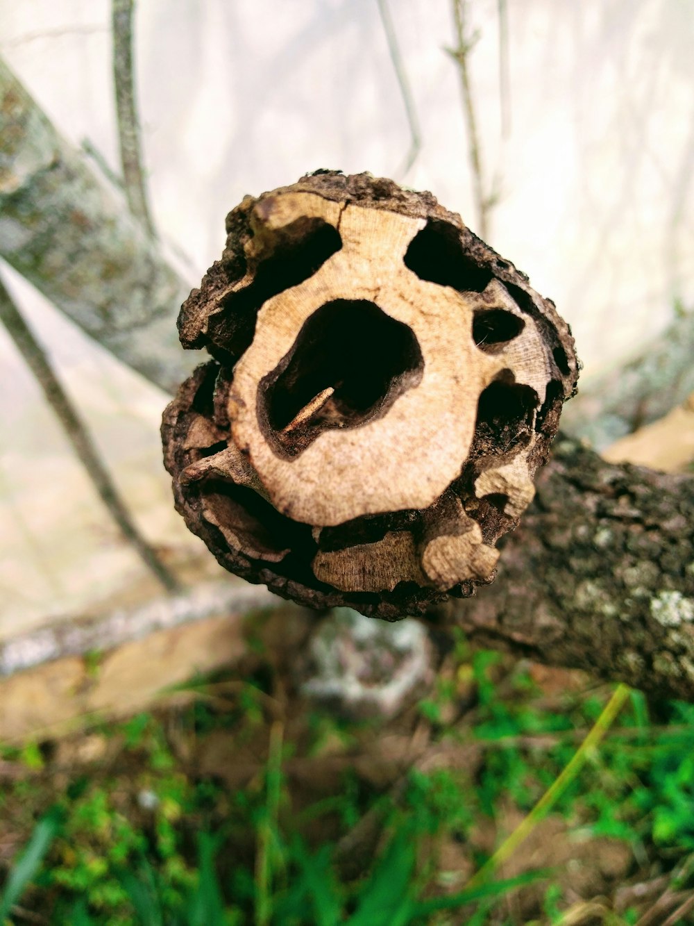 a piece of wood that has been cut in half