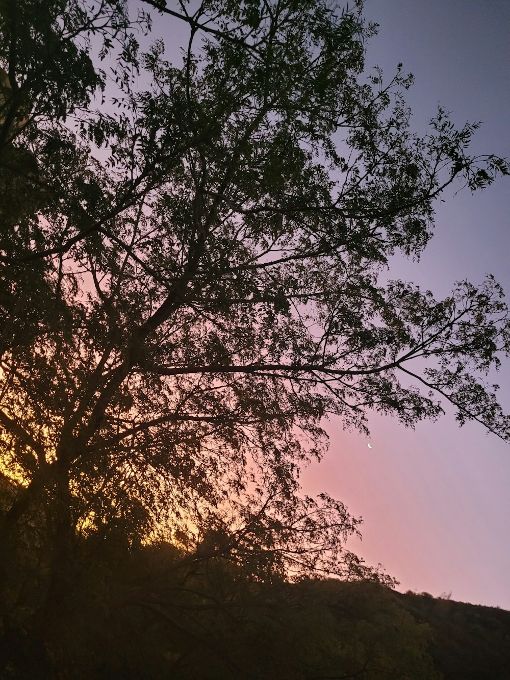 the sun is setting behind a tree on a hill