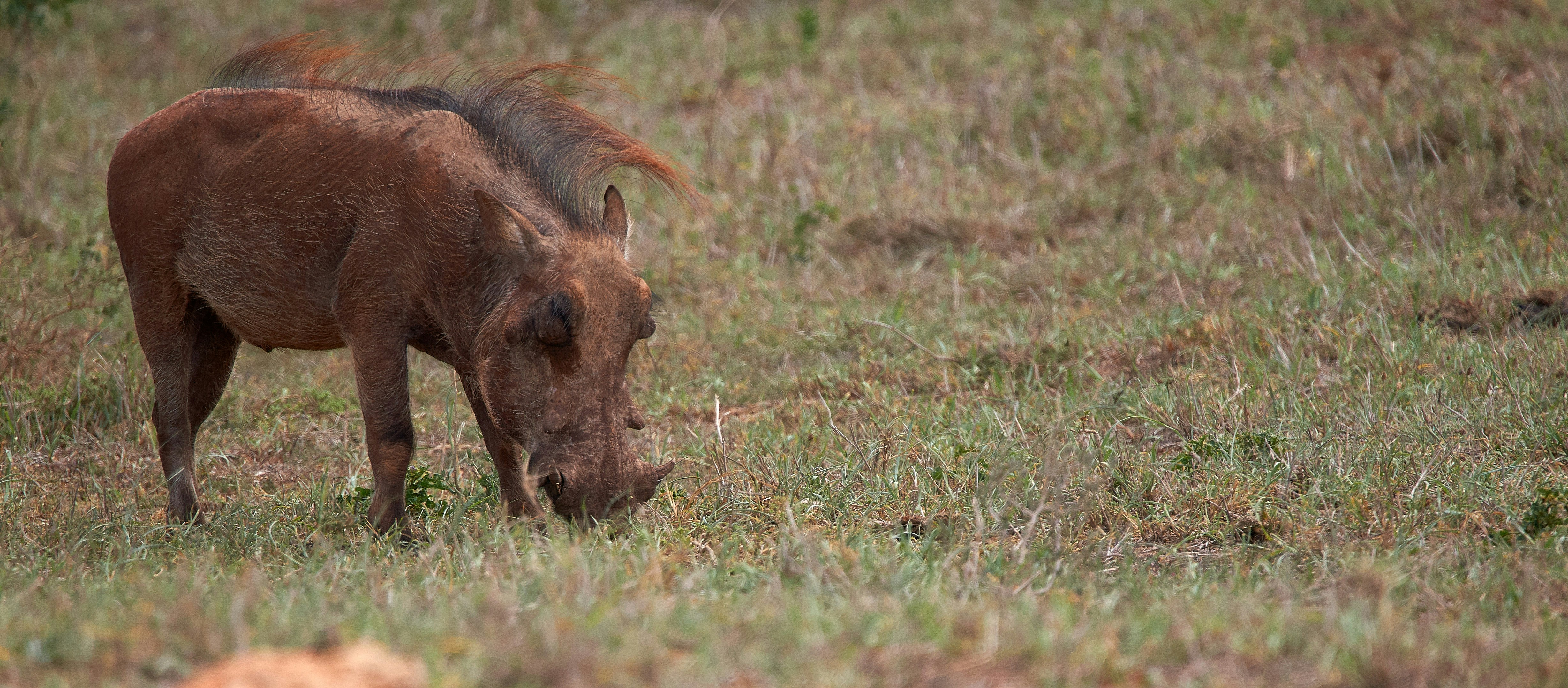 Photo by wolfgang_hasselmann