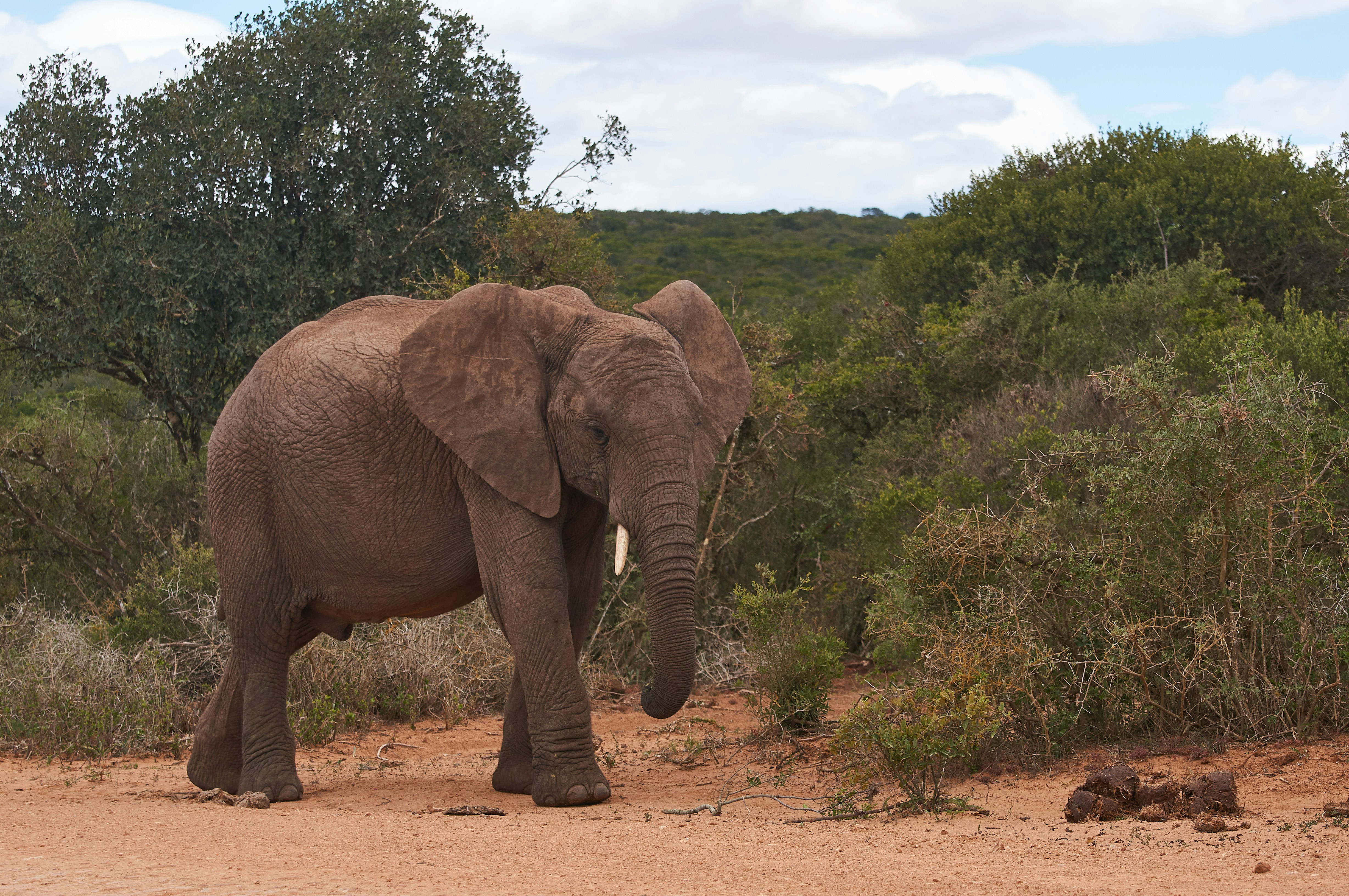 Photo by wolfgang_hasselmann