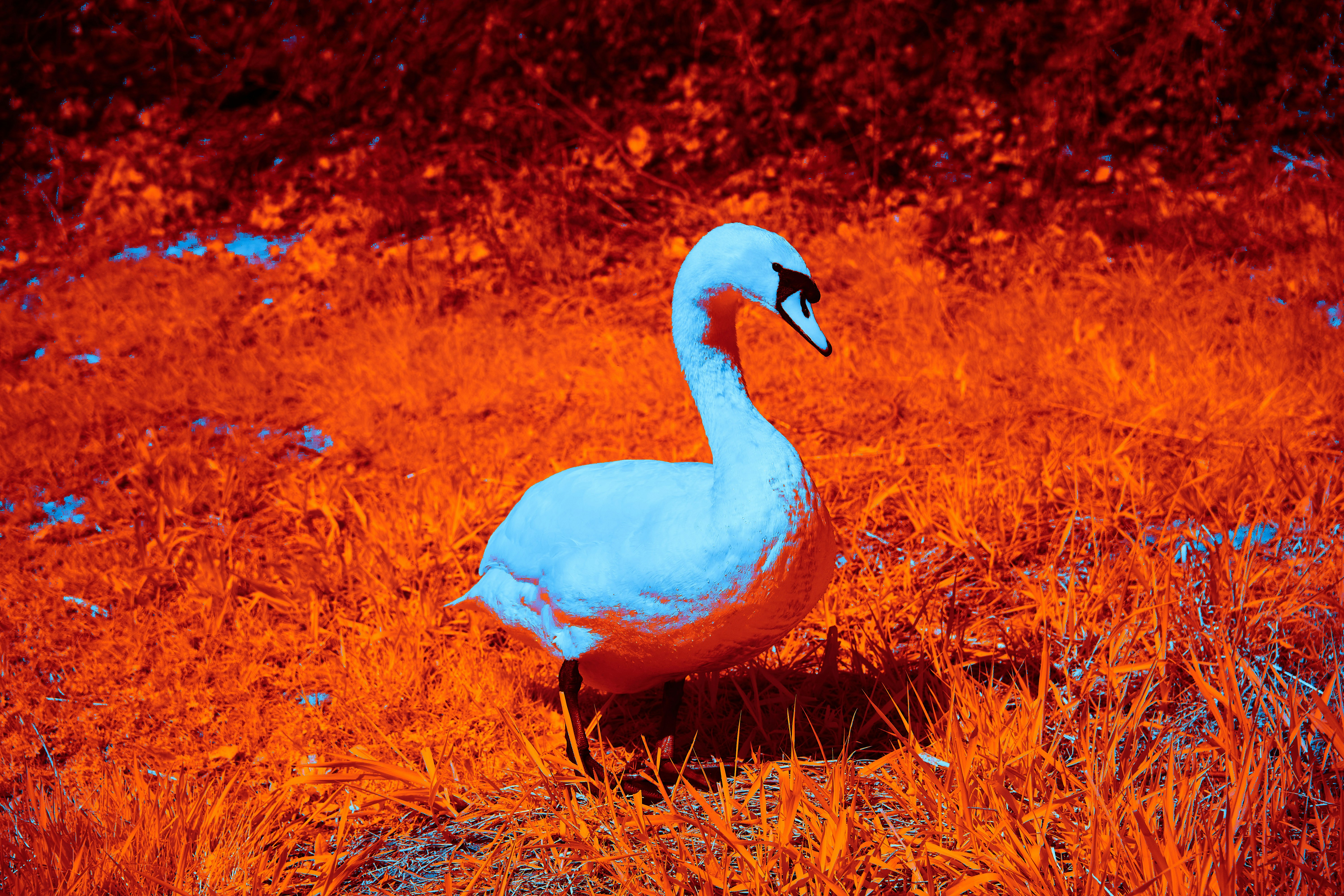 Photo by wolfgang_hasselmann