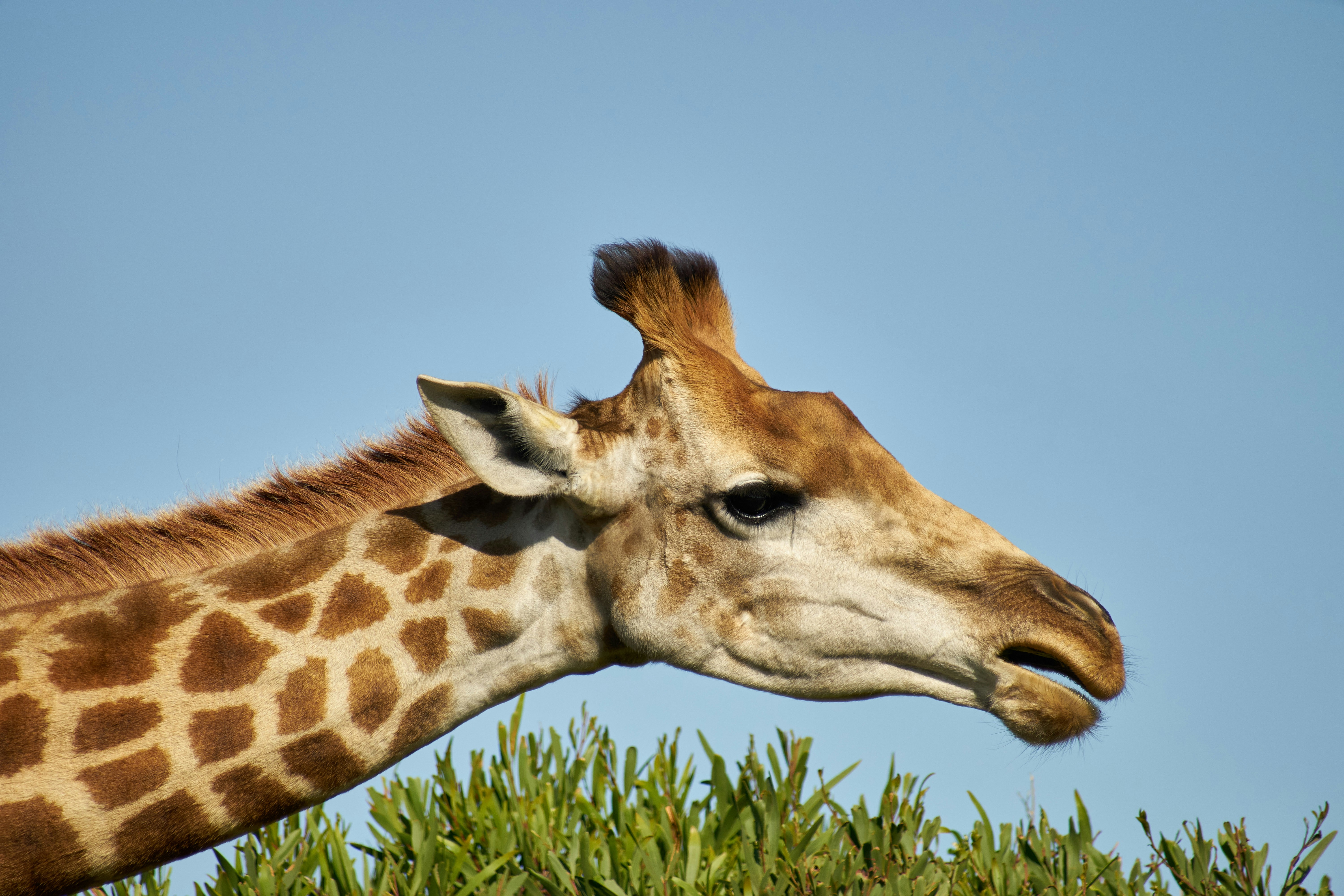 Photo by wolfgang_hasselmann