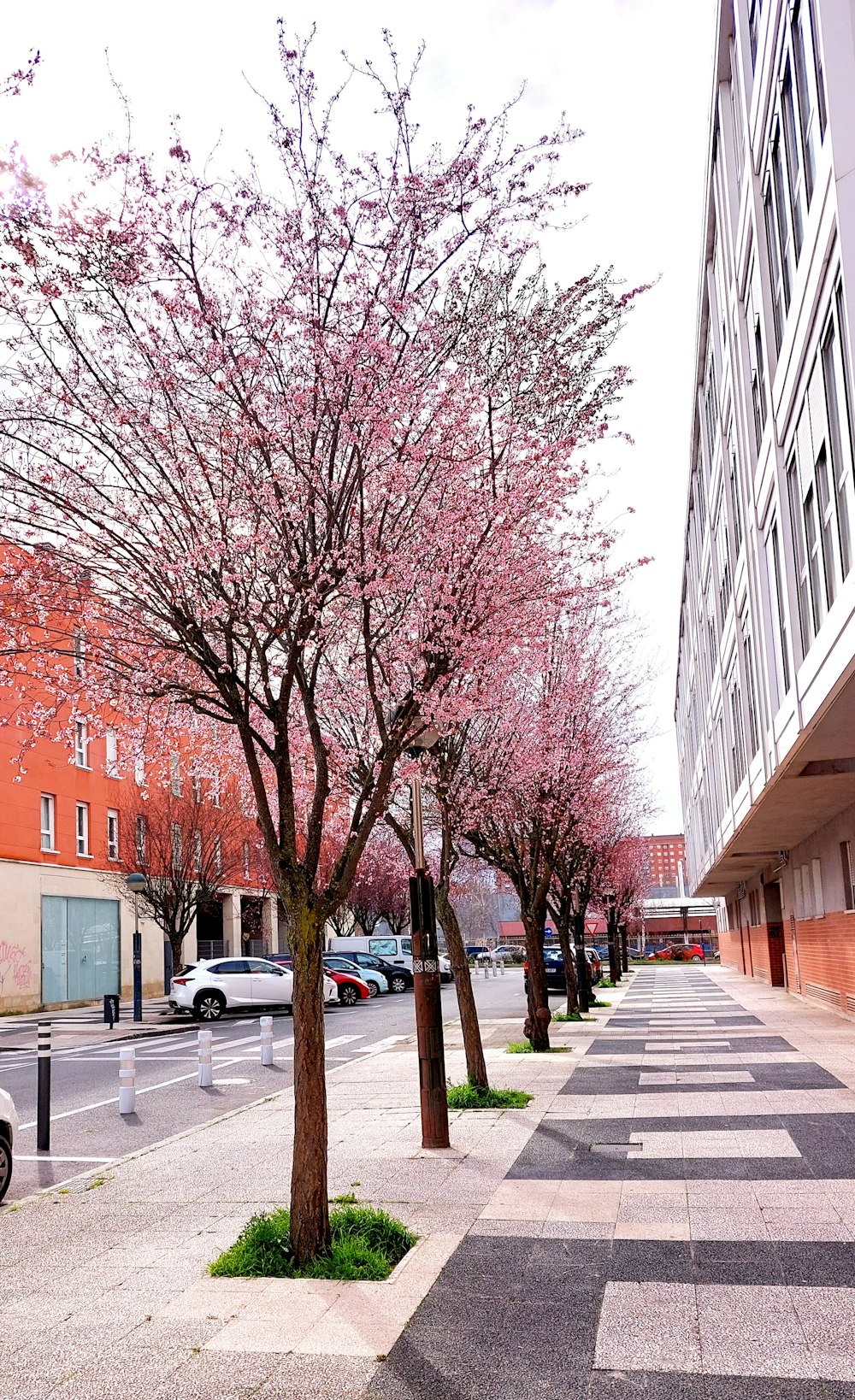 a city street lined with trees with pink flowers