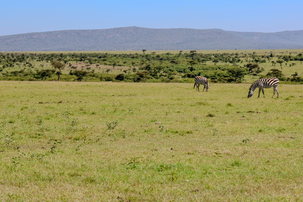 two zebras grazing in a field with mountains in the background