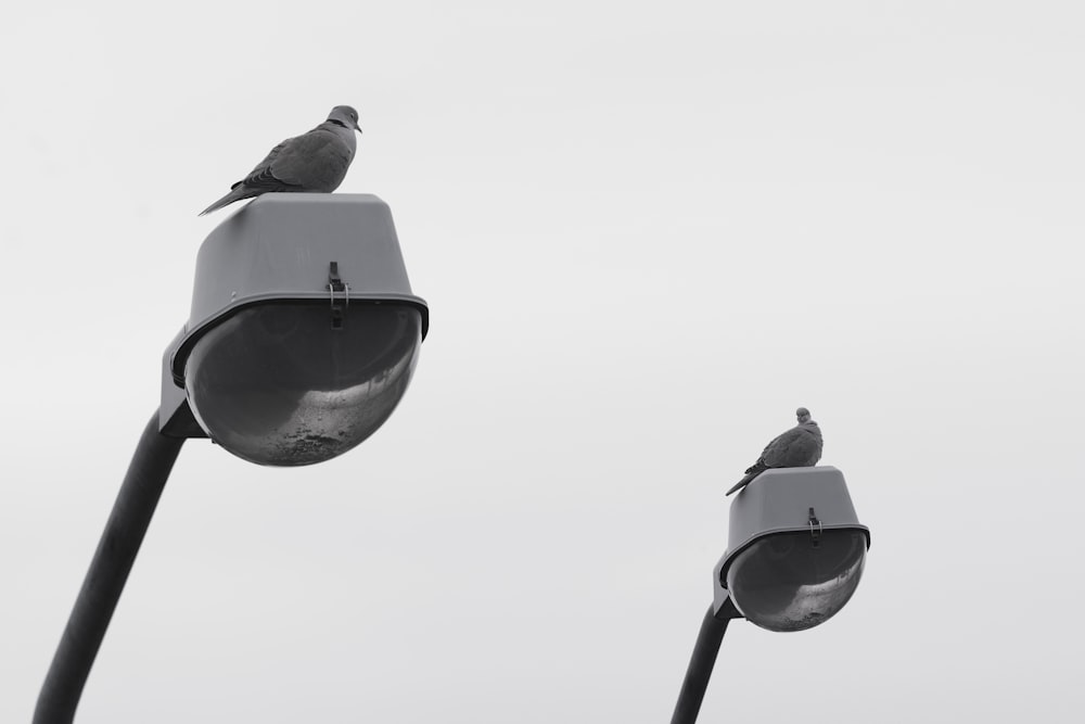 a bird sitting on top of a street light