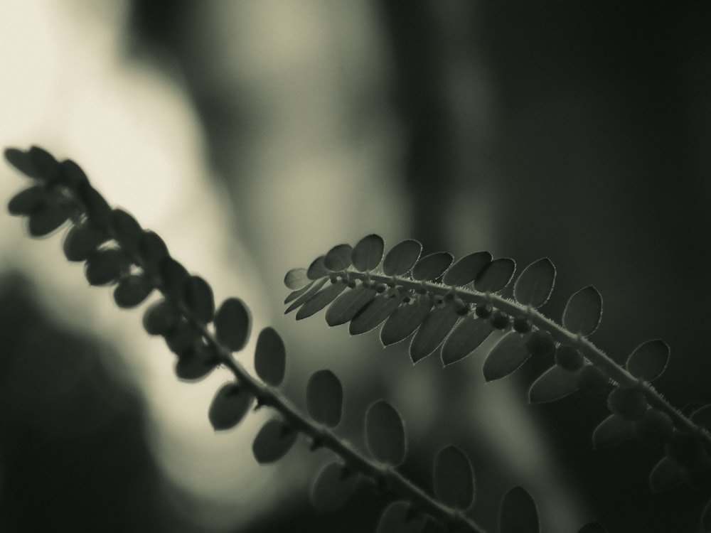 a black and white photo of a plant