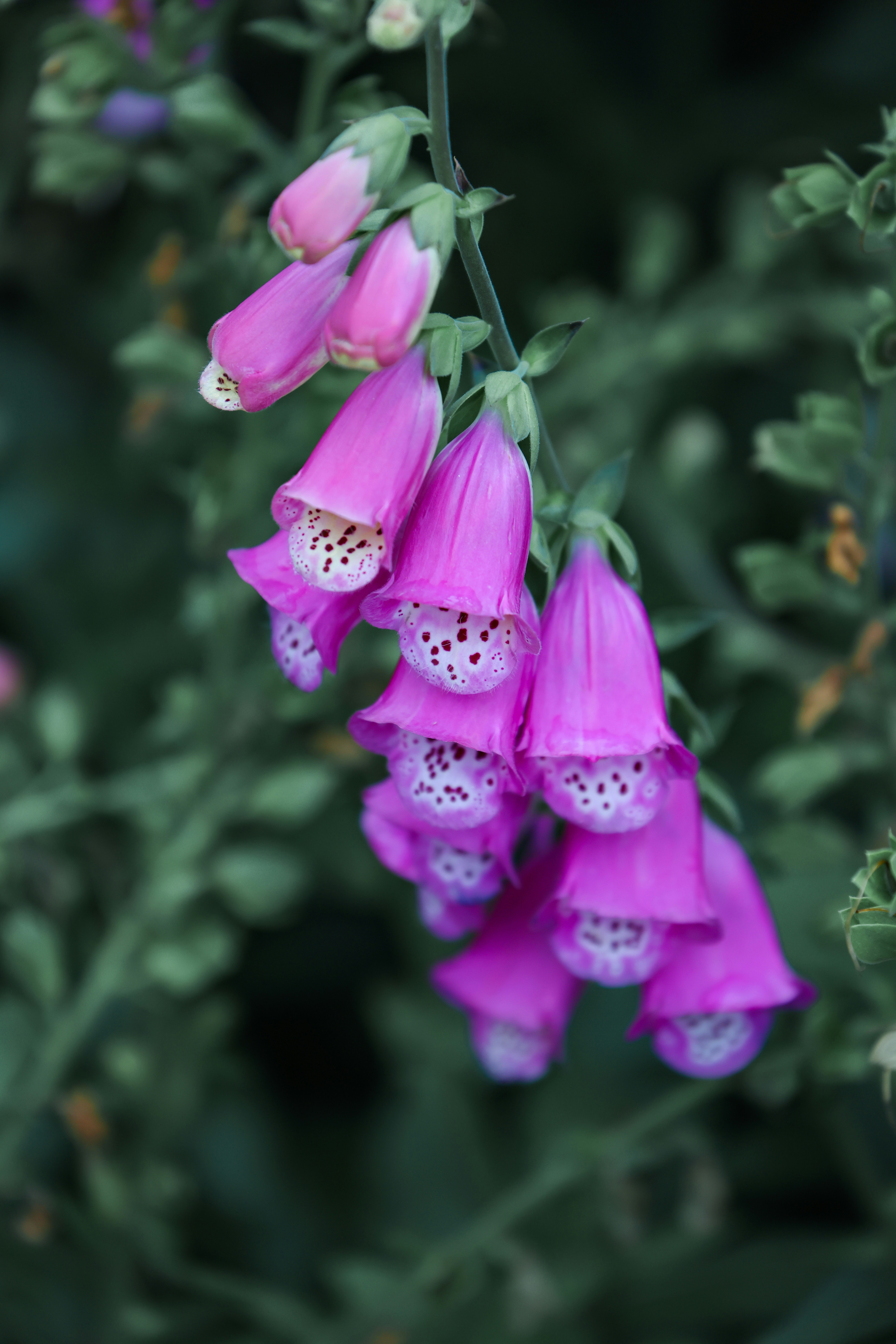 Photo by dickenslin76