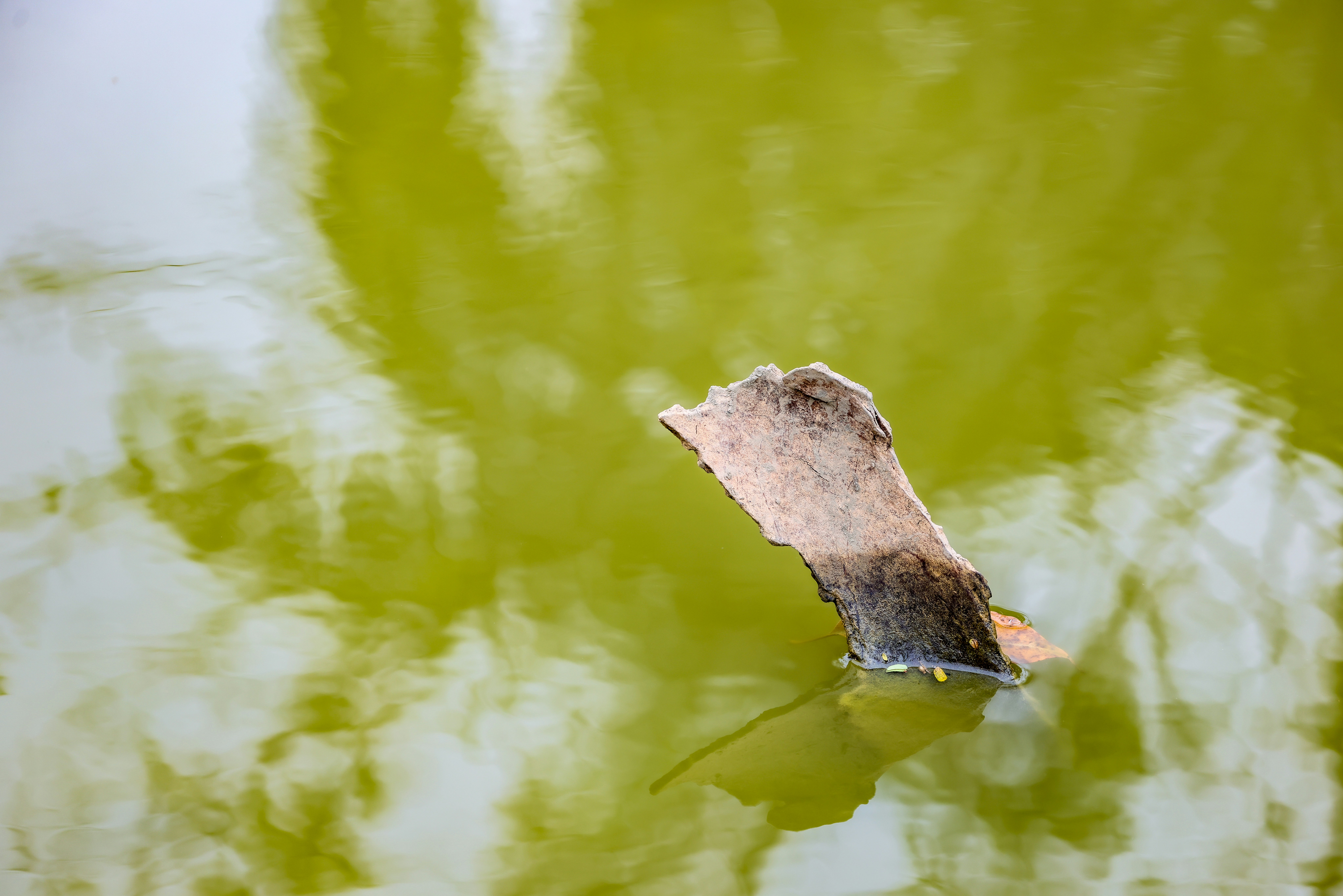 Photo by dickenslin76