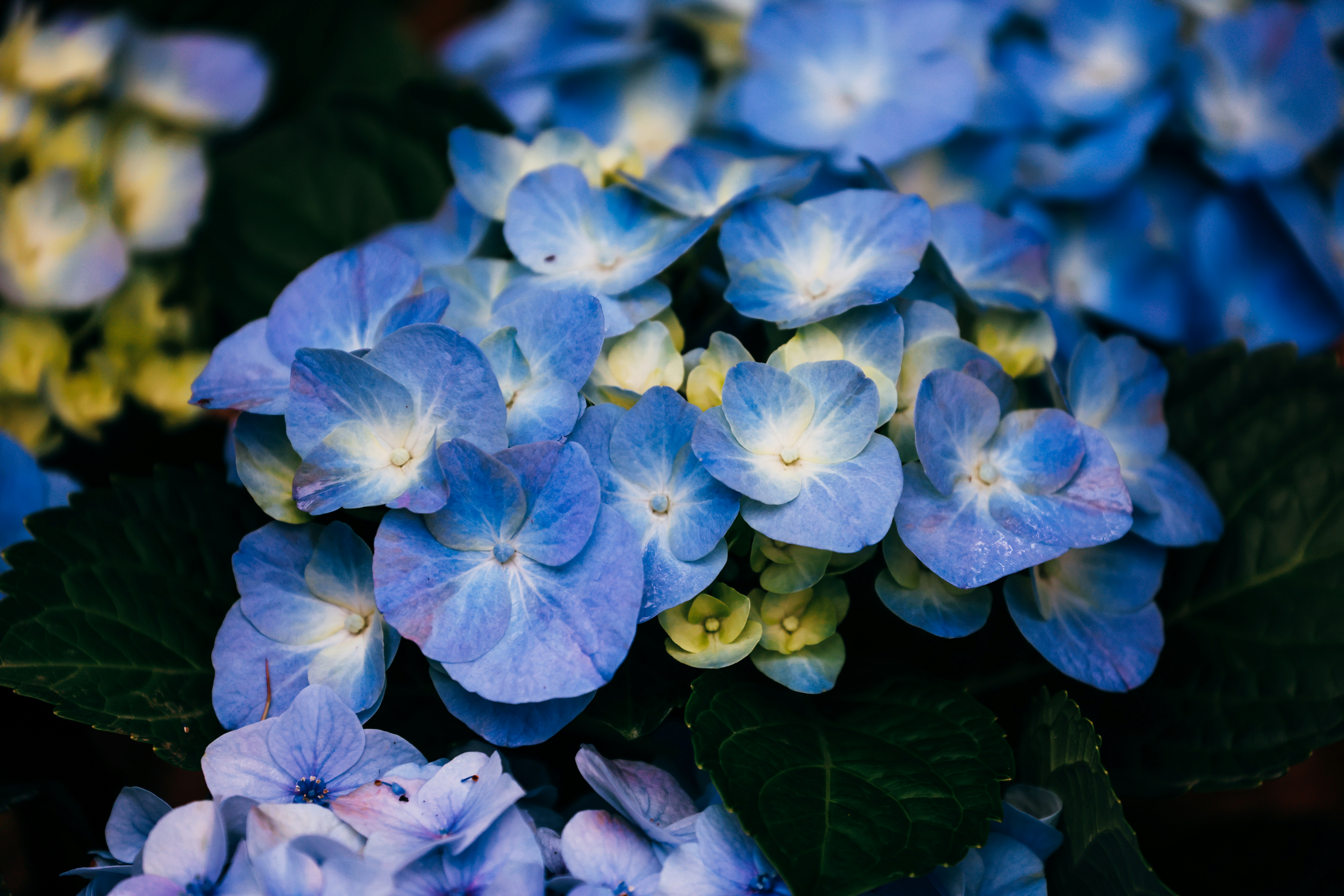 Photo by dickenslin76