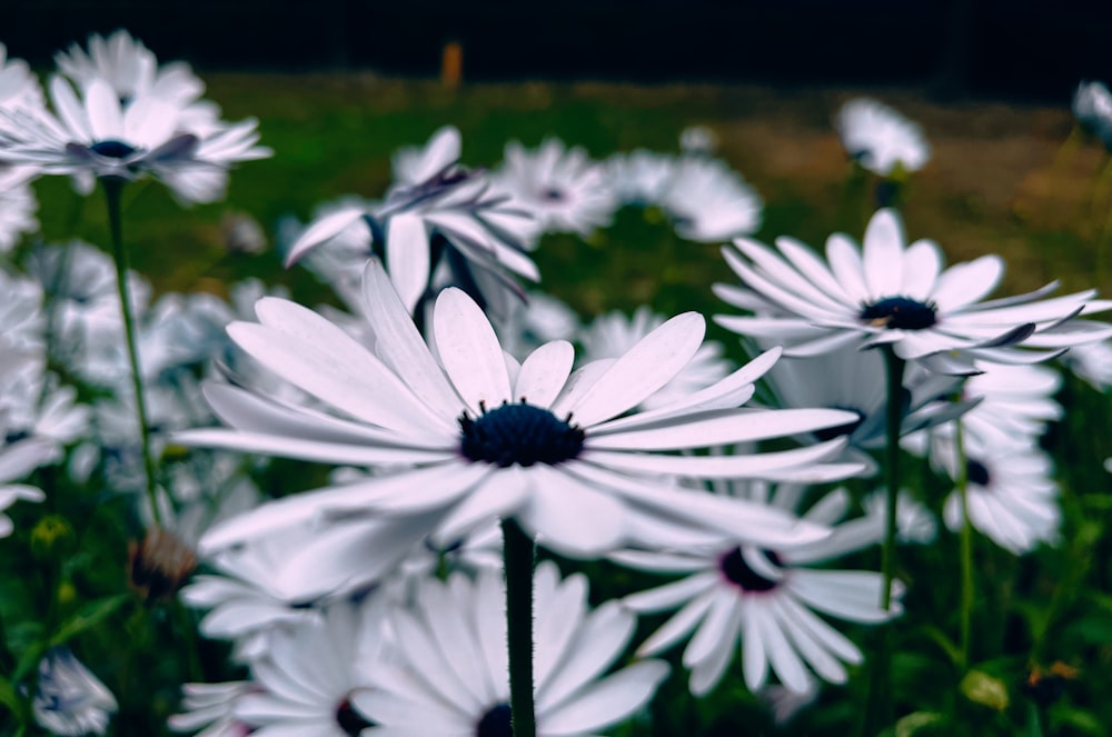 a field full of white flowers in the grass