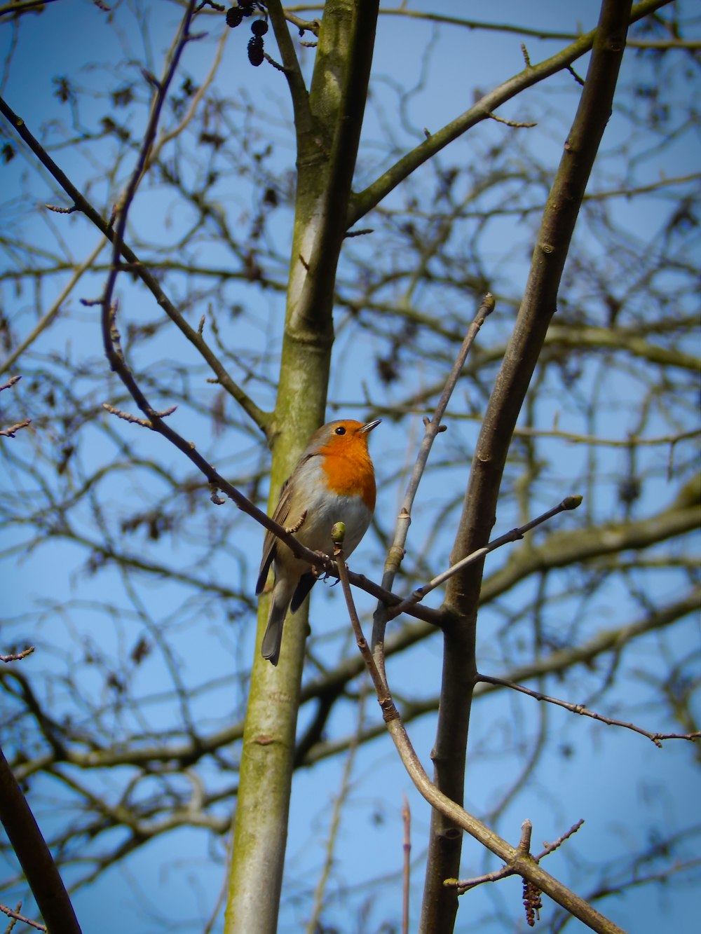 a small bird perched on top of a tree branch