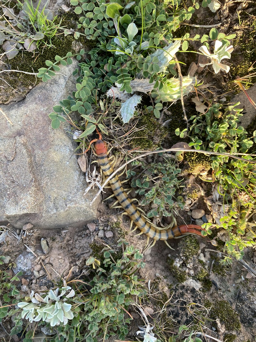 a lizard laying on the ground next to a rock