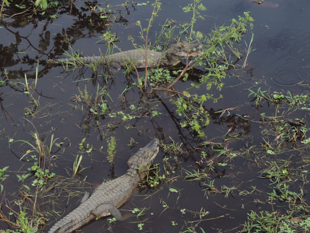 a couple of alligators that are in the water