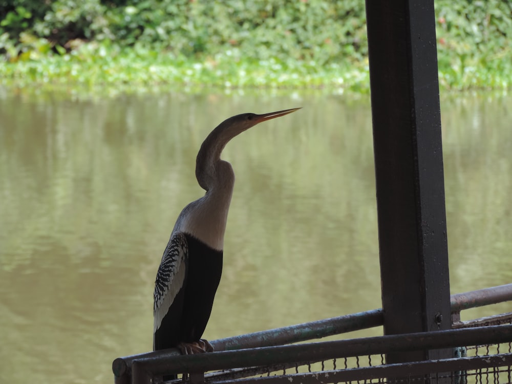 a bird with a long neck standing on a fence