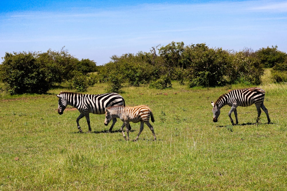 a group of zebras walking across a lush green field