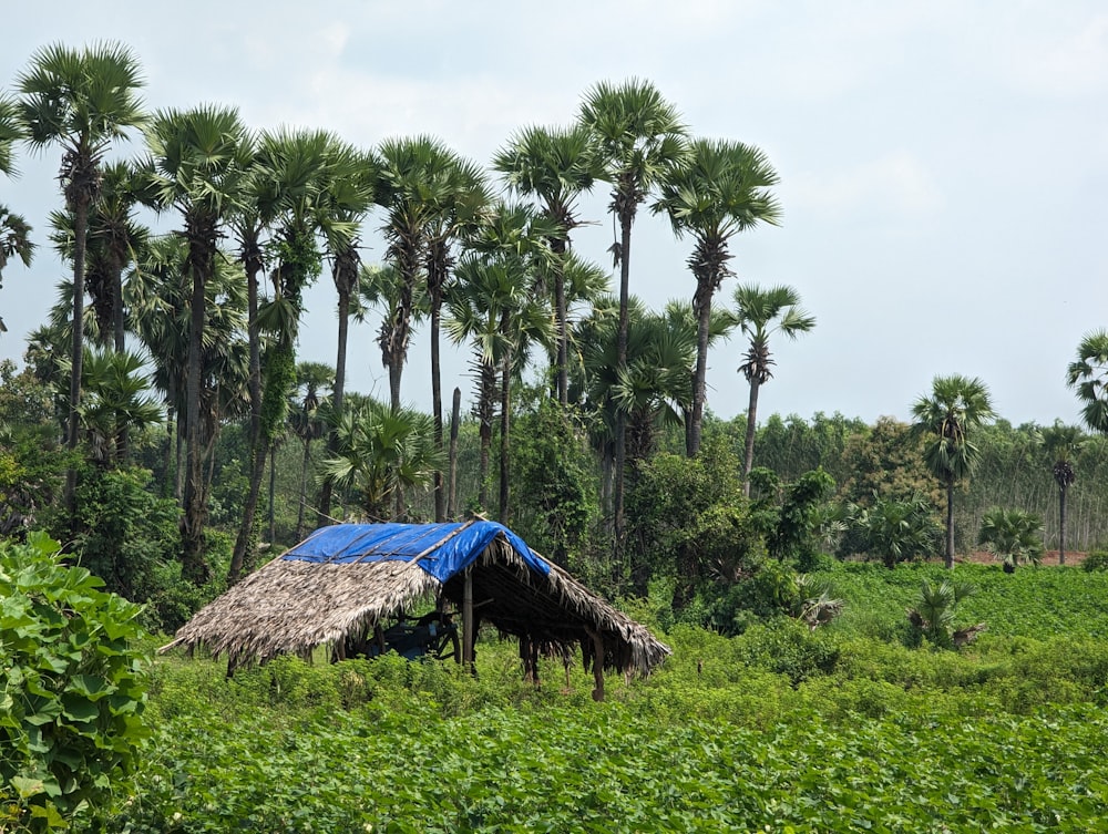 a hut in a field with palm trees in the background