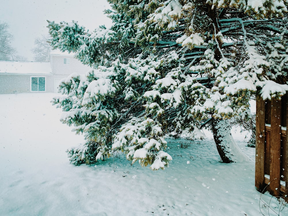 a snow covered pine tree next to a fence