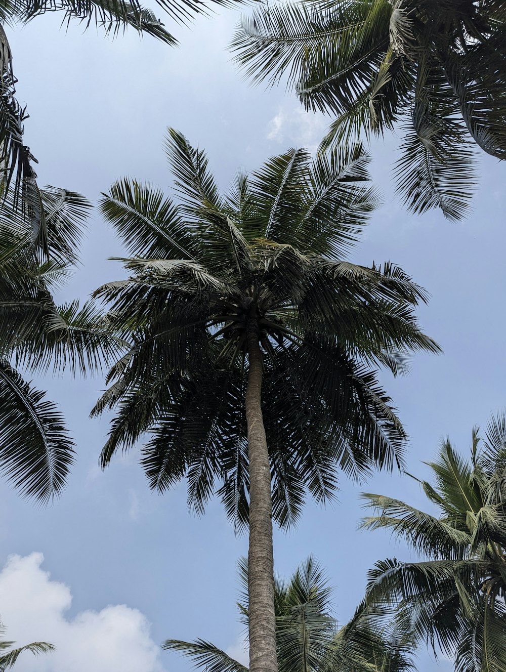 a group of palm trees with a blue sky in the background