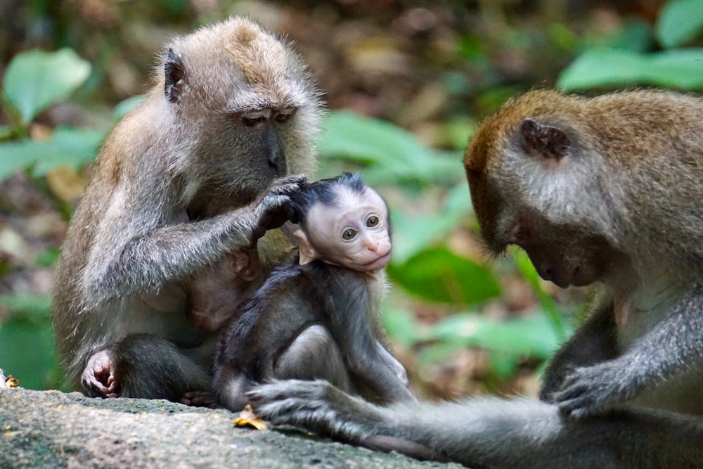 a group of monkeys sitting on top of a rock