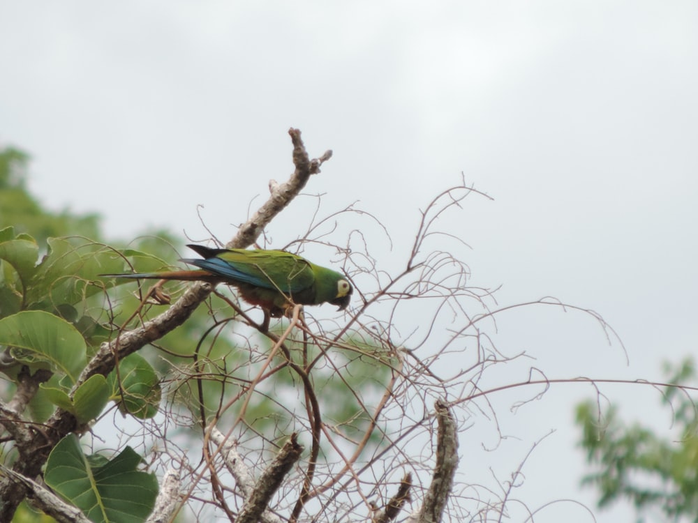 a green bird sitting on top of a tree branch