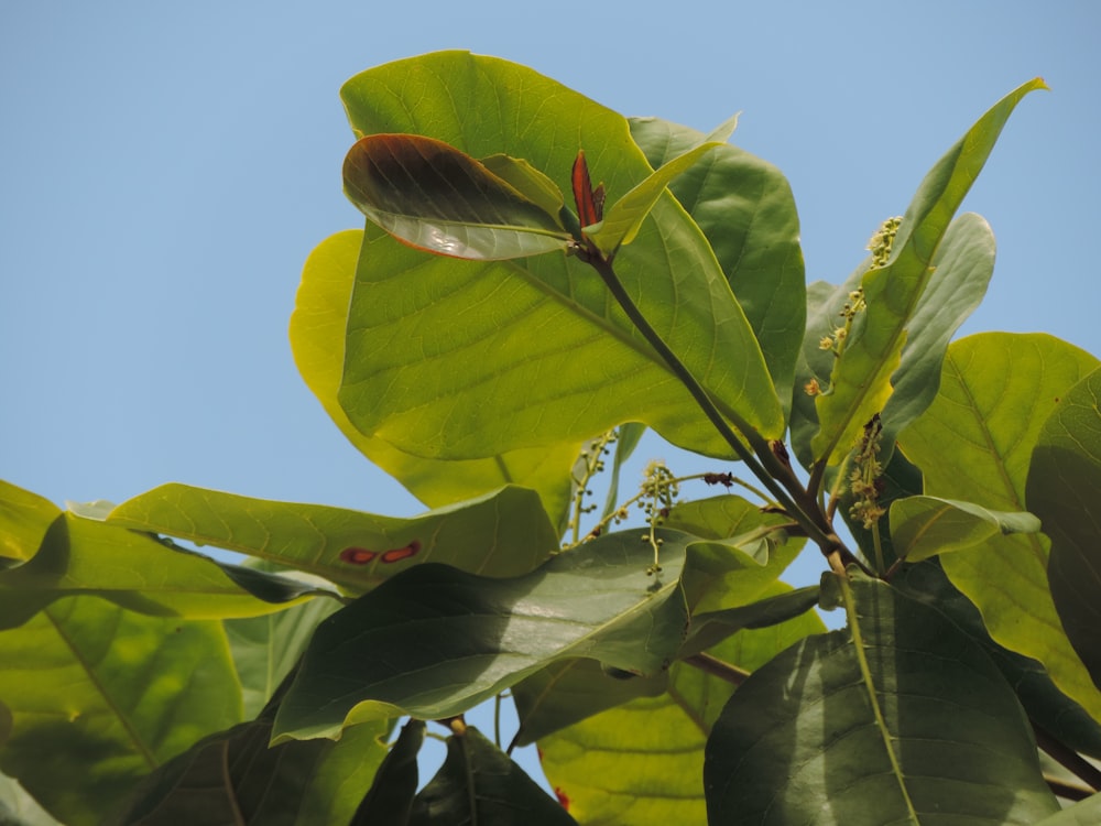 a close up of a leafy tree with a blue sky in the background