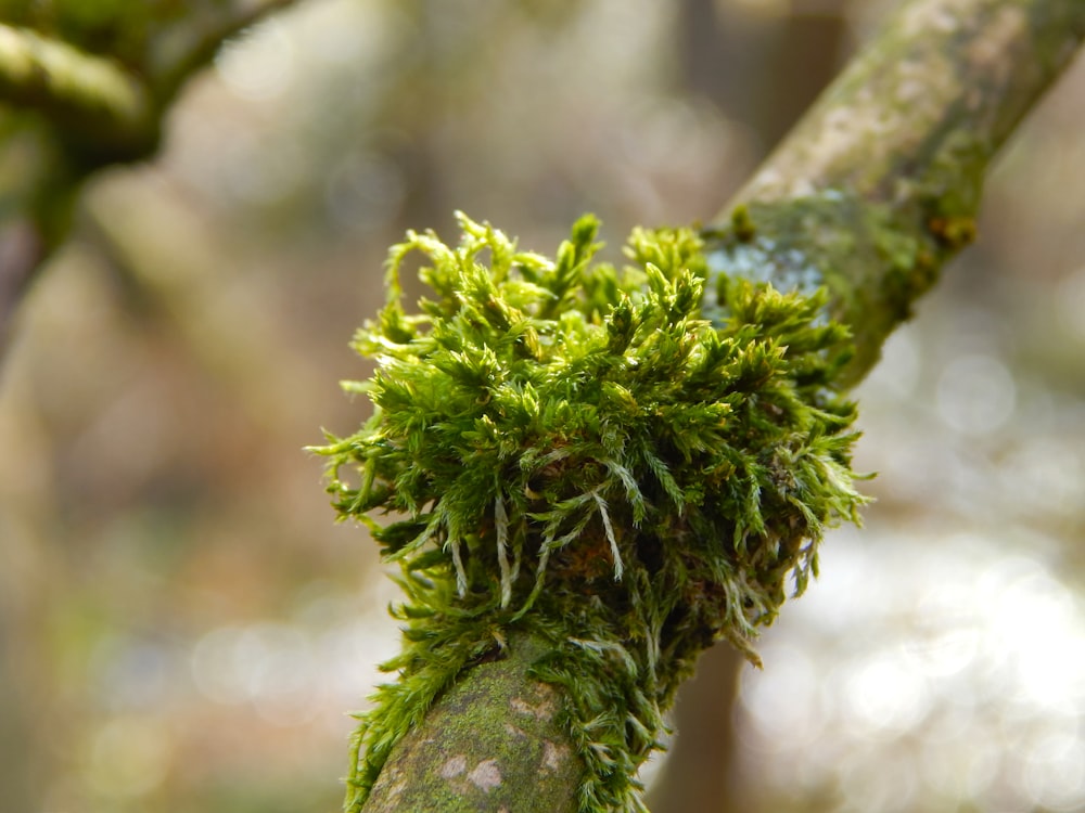 a close up of a tree branch with moss growing on it