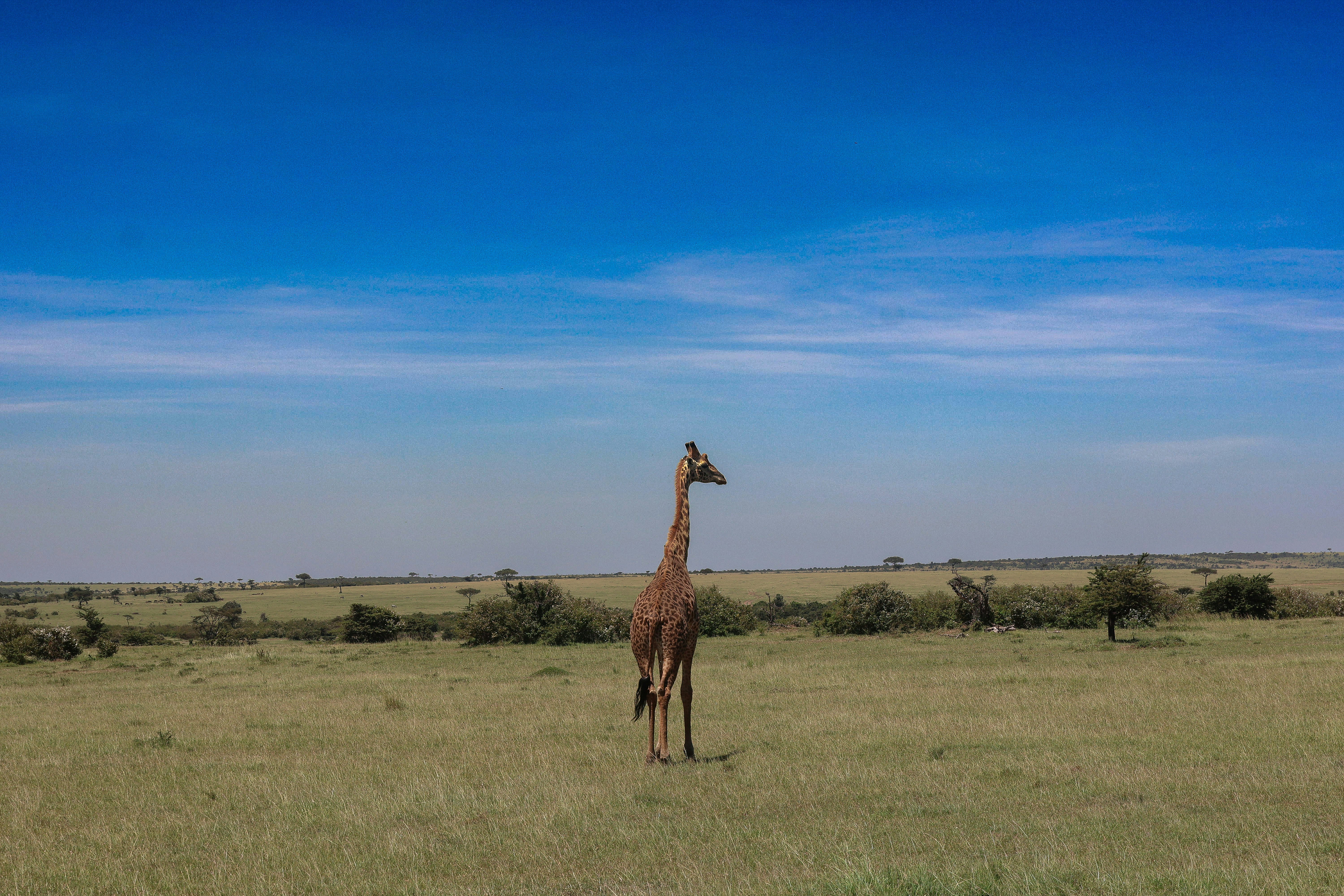 A giraffe standing in the middle of a field photo – Free Kenya Image on ...