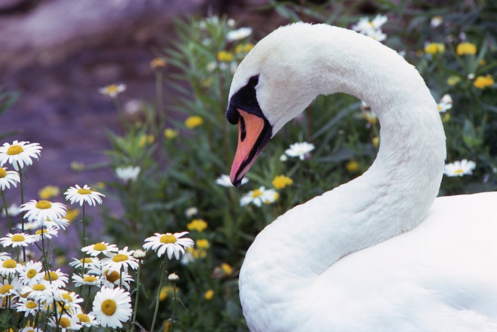 a white swan standing in a field of daisies