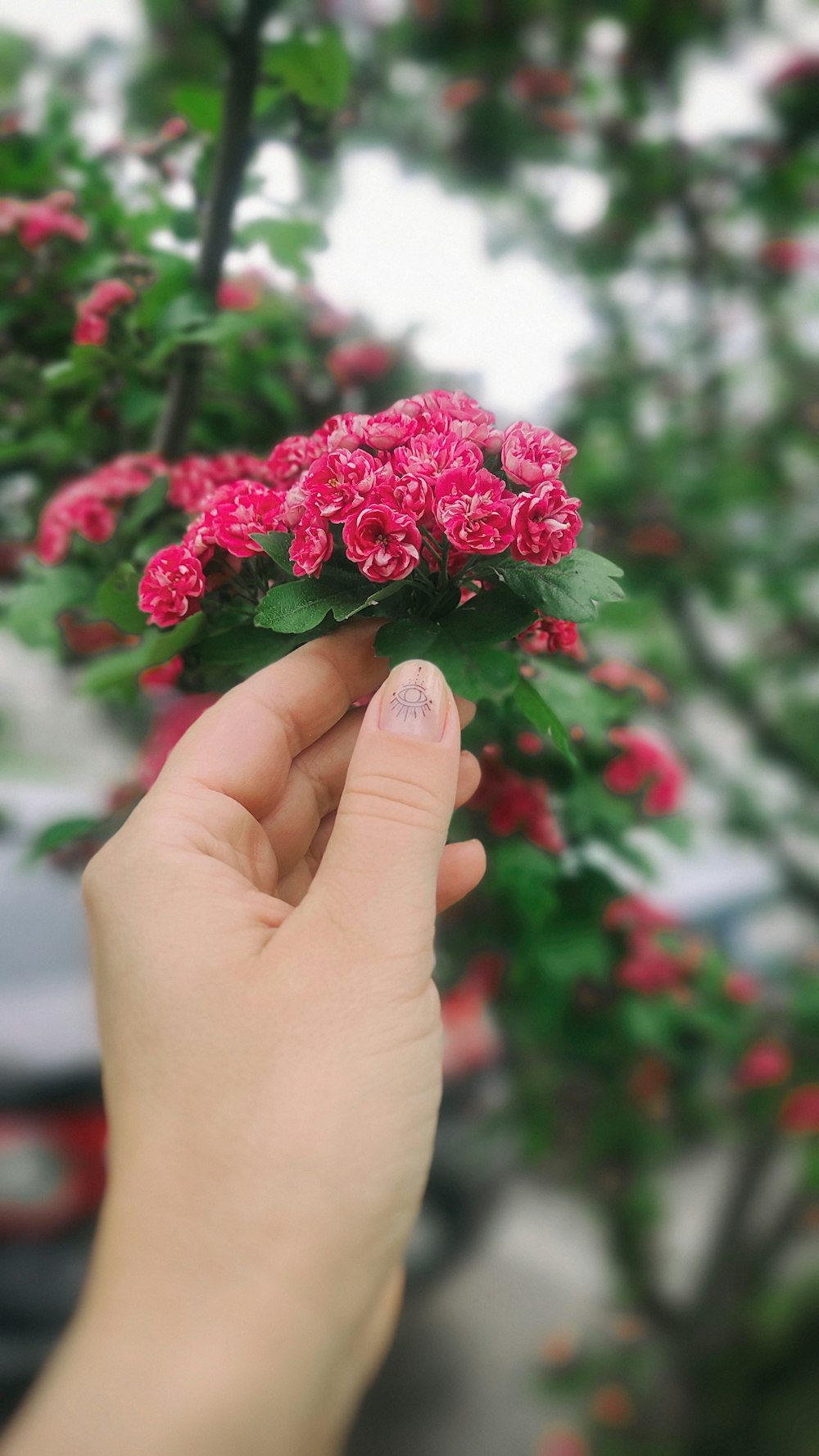 a person holding a small pink flower in their hand