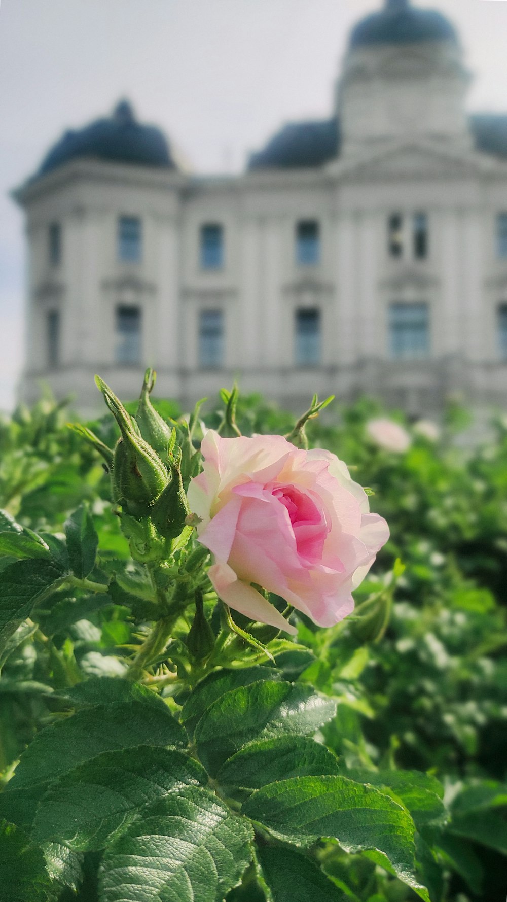 a single pink rose in front of a large building