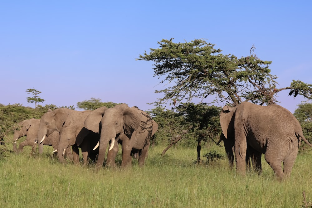 a herd of elephants walking across a lush green field