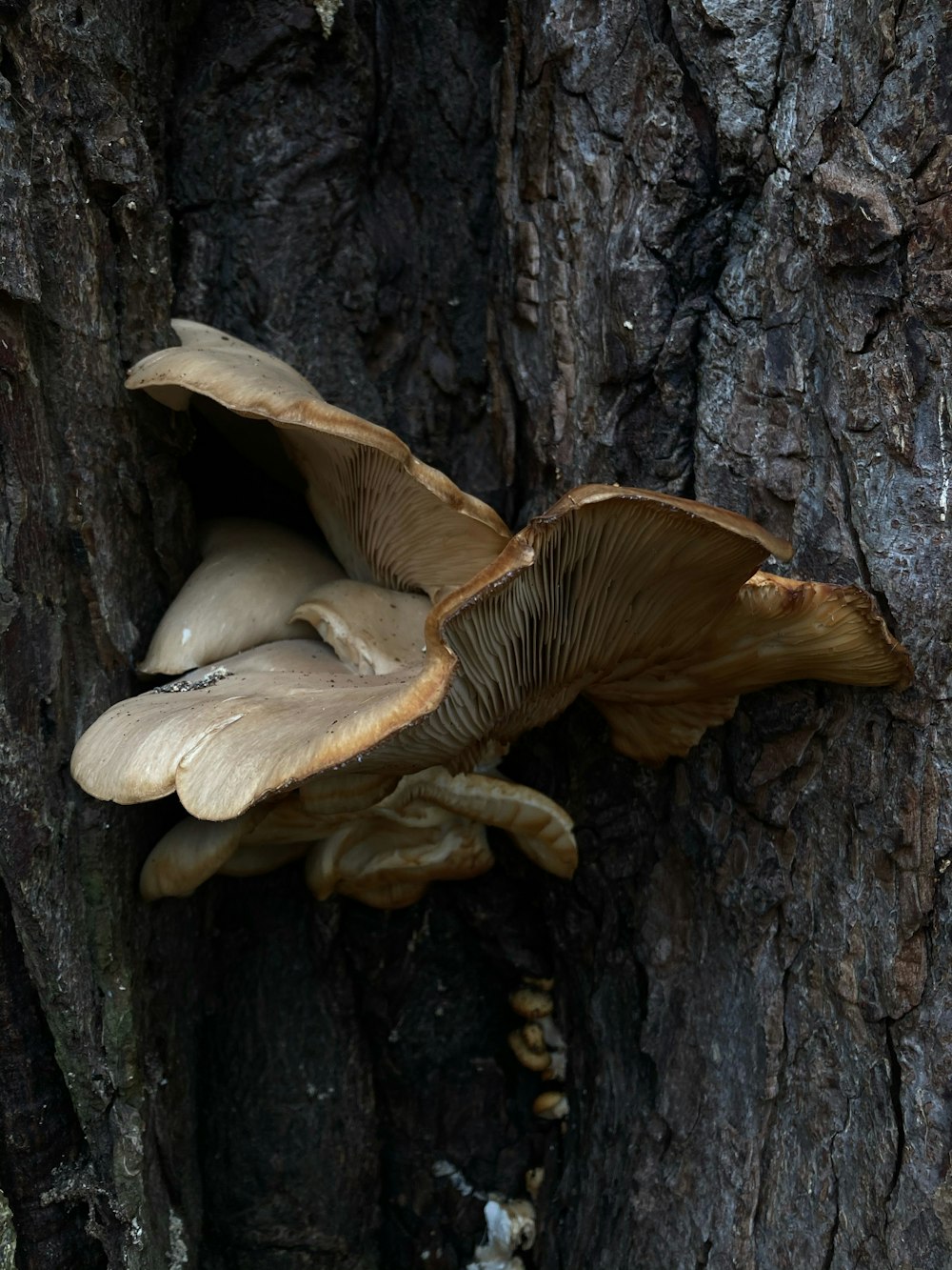a group of mushrooms growing out of the bark of a tree