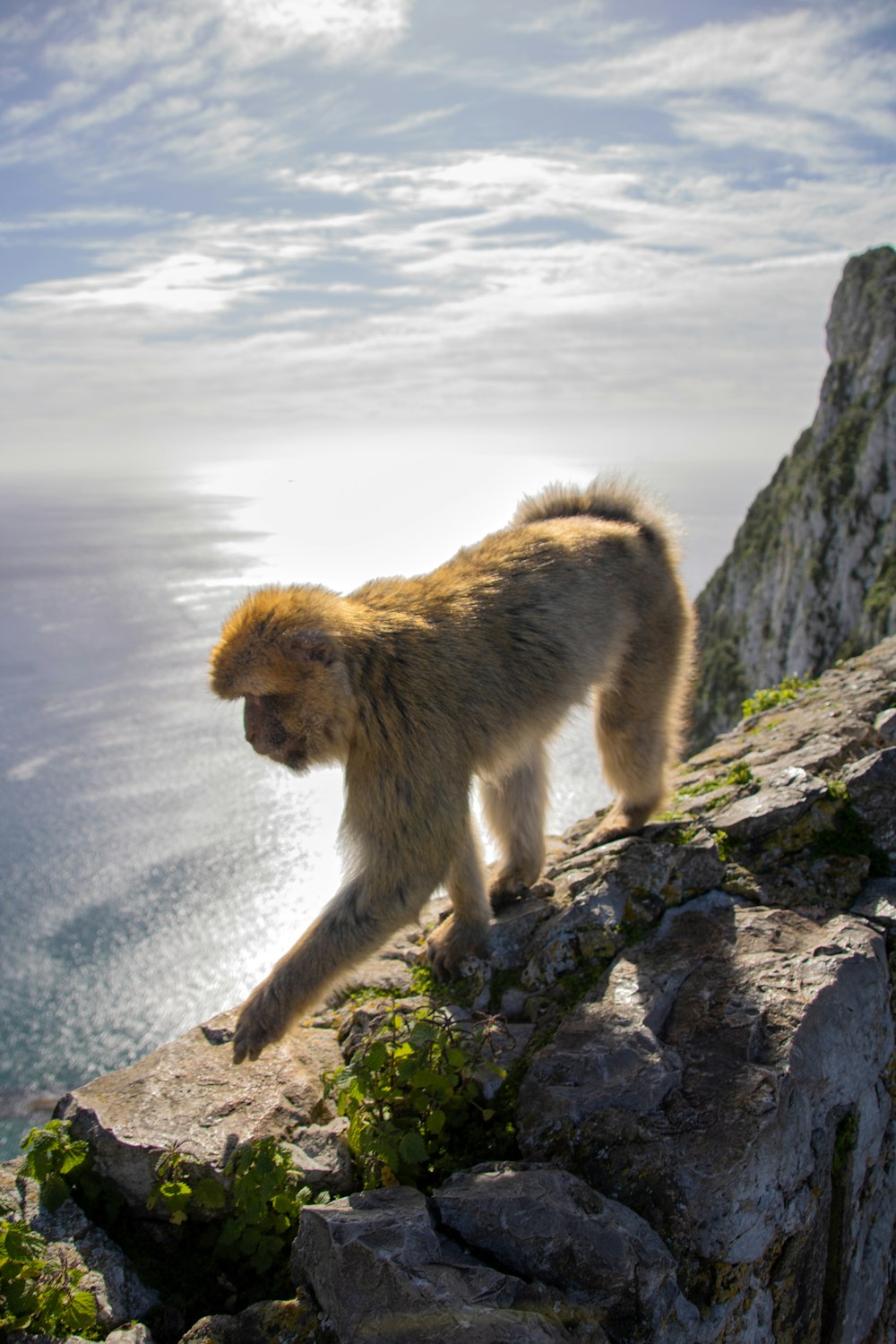 a monkey walking on a rocky cliff by the ocean