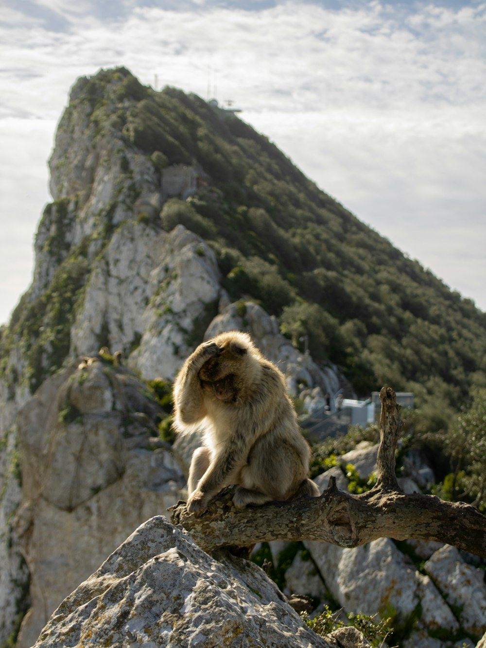 a monkey sitting on top of a tree branch