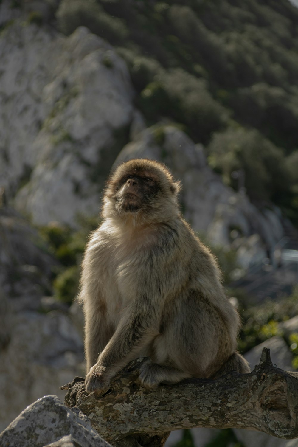 a monkey is sitting on a tree branch