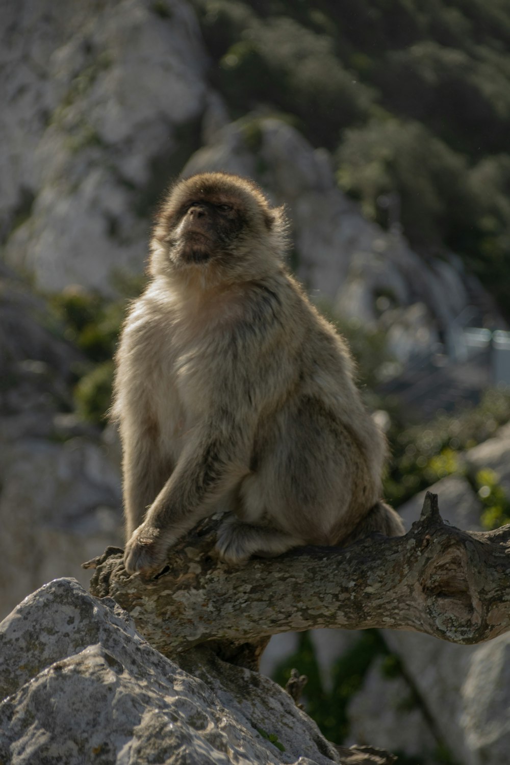 a monkey is sitting on a tree branch