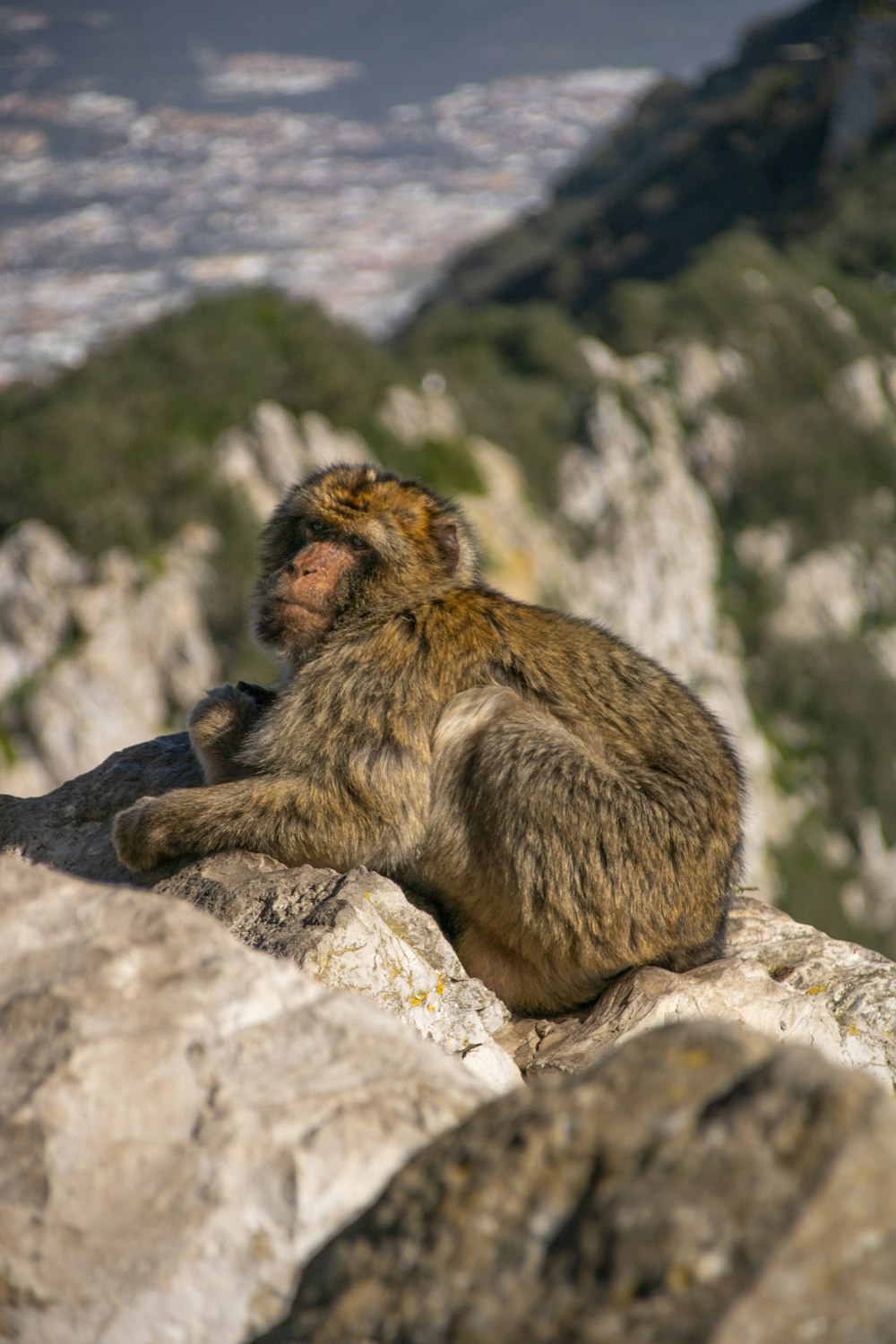 a monkey sitting on top of a large rock