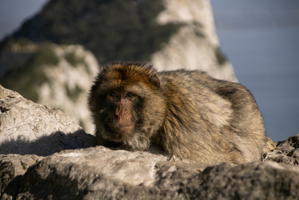 a monkey sitting on top of a large rock