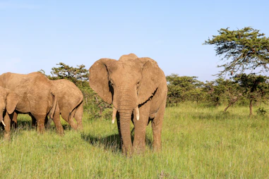 a couple of elephants standing on top of a lush green field