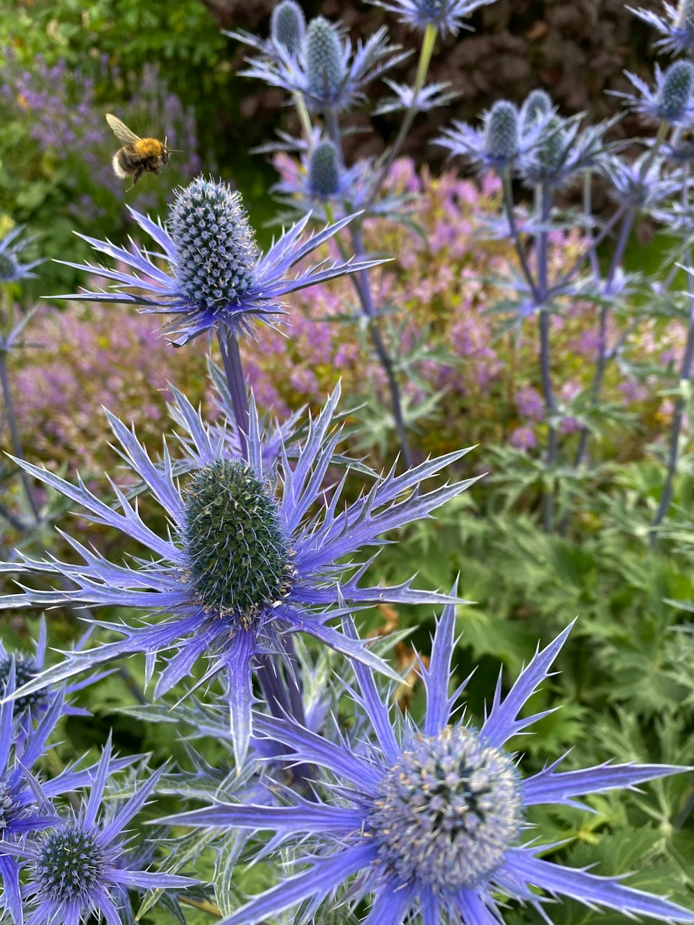 a blue flower with a bee flying over it