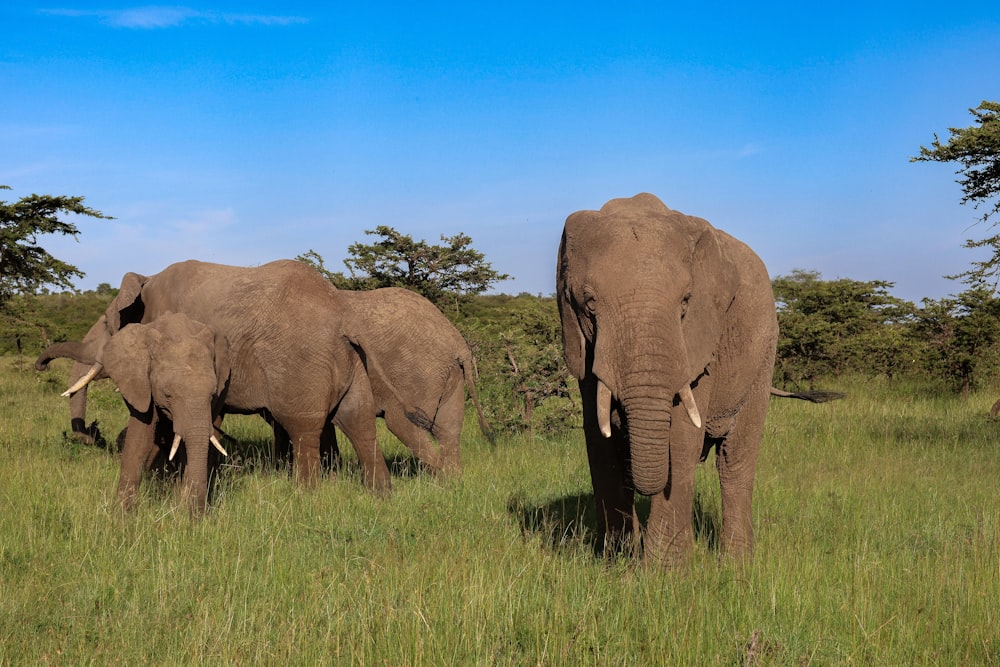 a herd of elephants walking across a lush green field