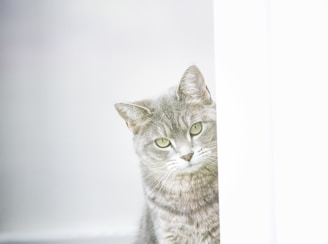 a cat is looking out from behind a wall