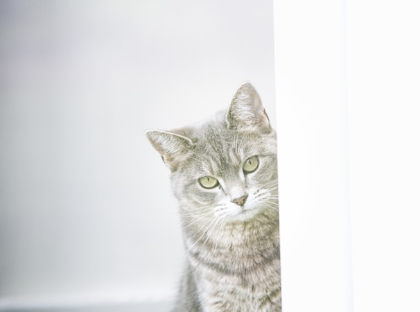 a cat is looking out from behind a wall