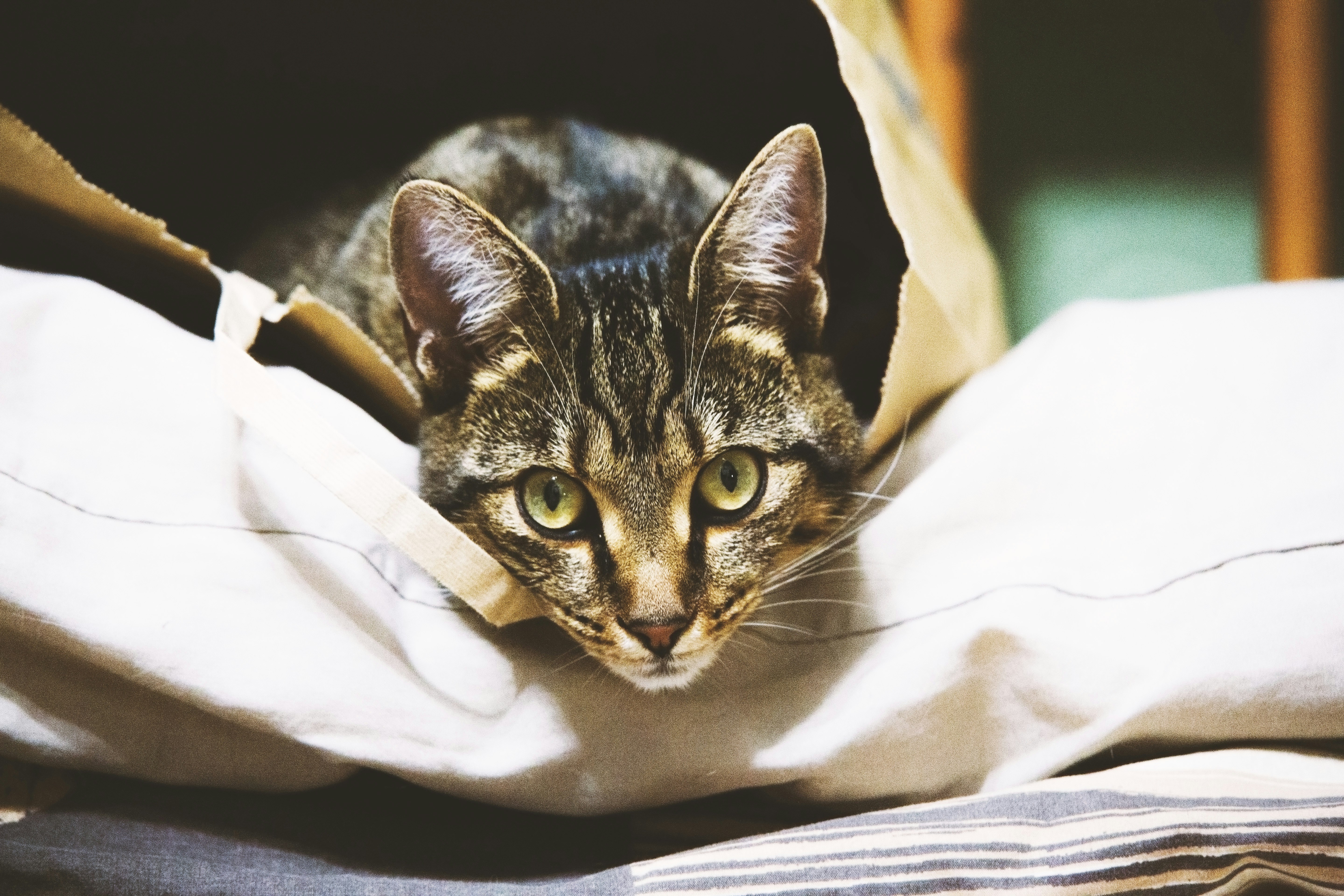 a cat peeking out from inside a bag