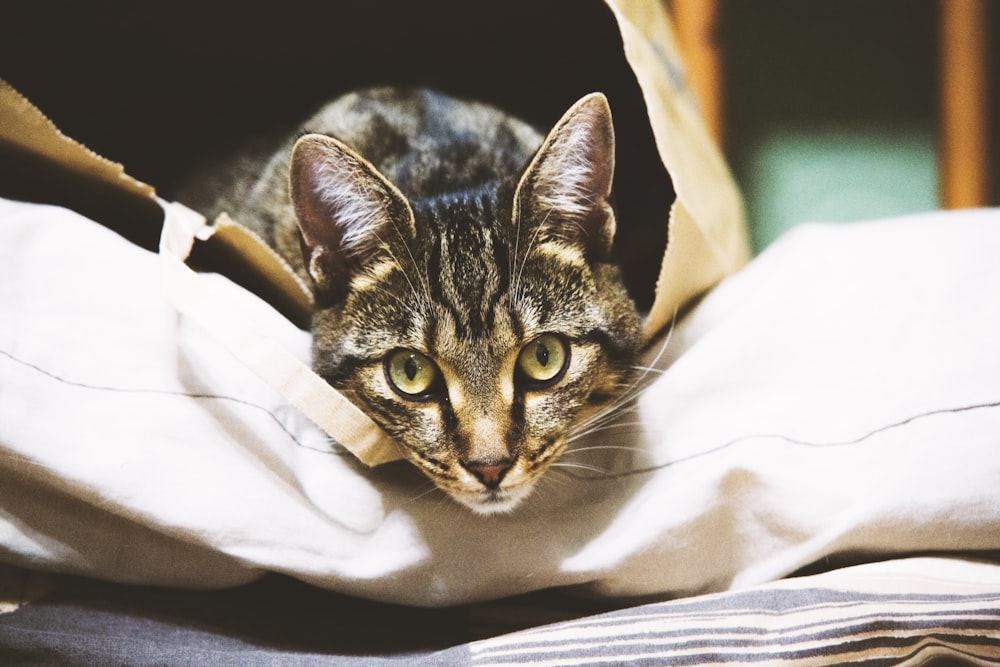 a cat peeking out from inside a bag