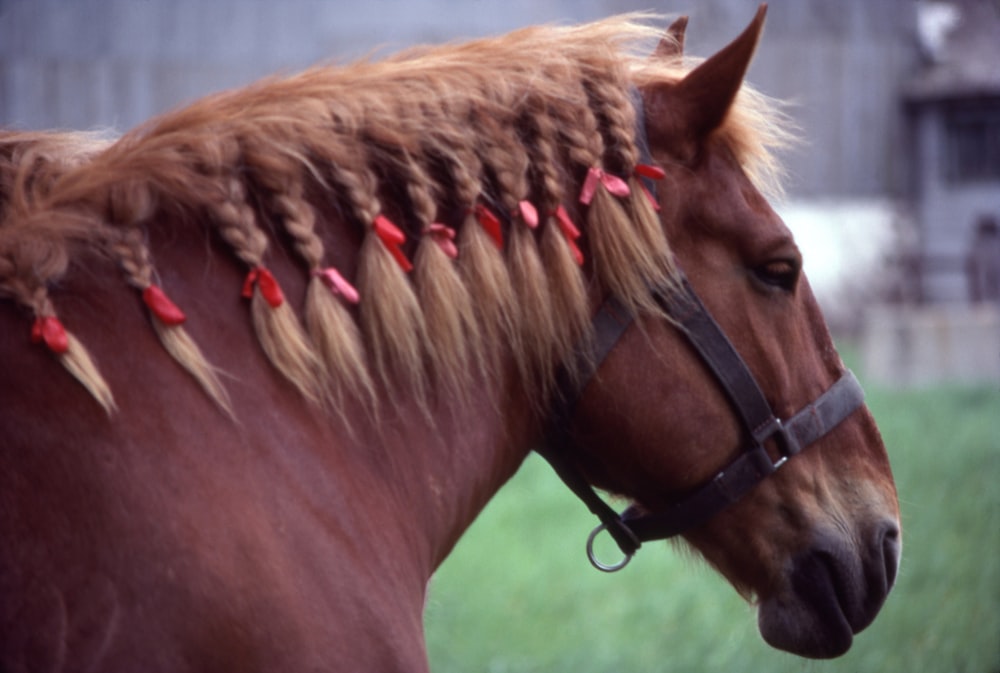 a brown horse with braids on it's head