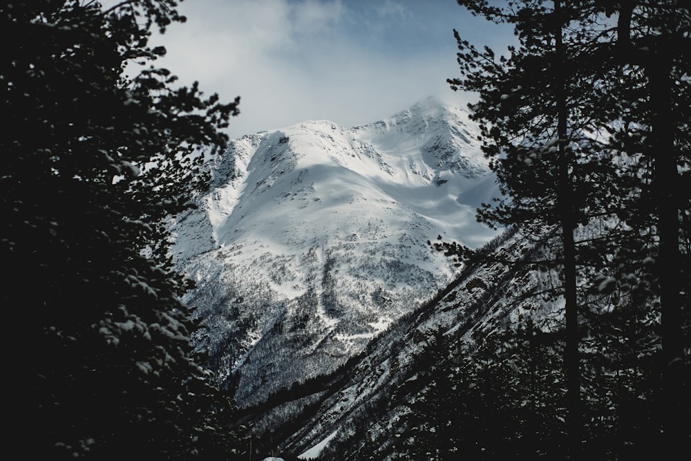 a snow covered mountain is seen through the trees