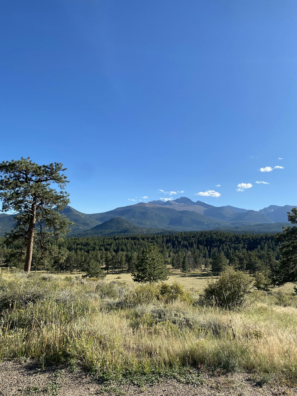 a grassy field with trees and mountains in the background